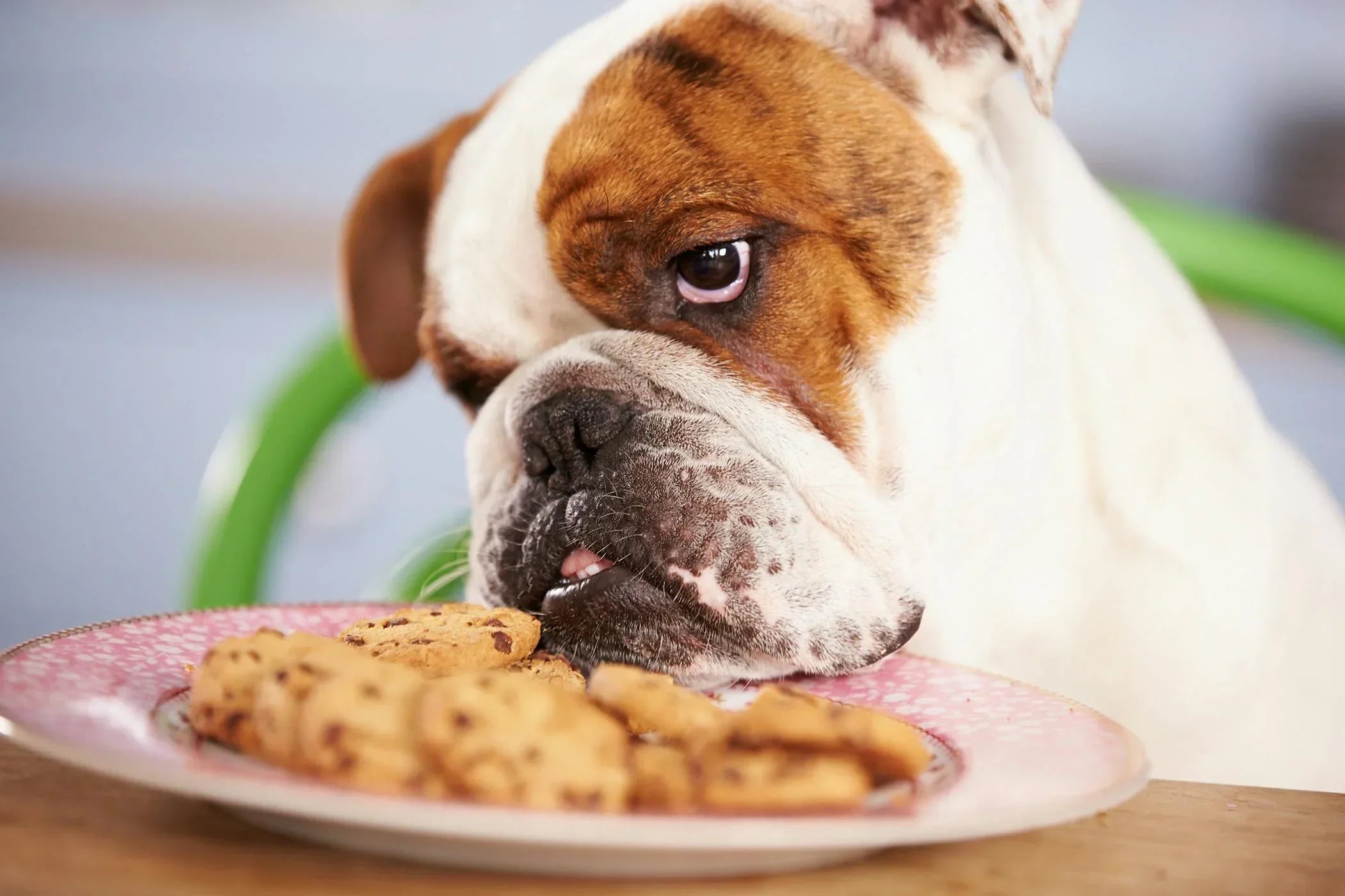 Causes of Dogs Refusing to Eat, Being Lethargic, and Lying