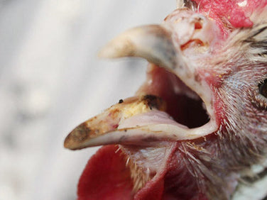Chicken wheezing and difficulty breathing | Symptoms|How to prevent disease?