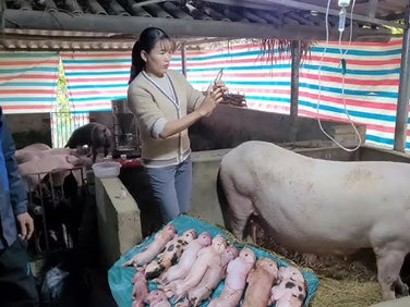 Causes And How To Handle Difficult Sow Births 100% Standard