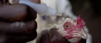 Newcastle Disease (Avian Distemper): Symptoms, Causes, Prevention, and Treatment for Poultry Health