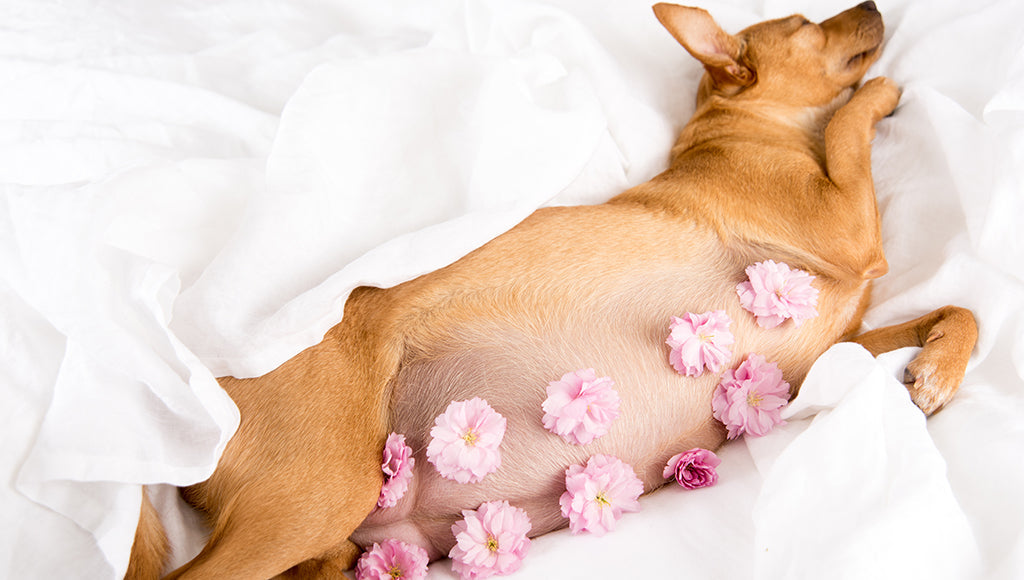 How Long Is A Dog Pregnant Before Giving Birth Astapharma how-long-is-a-dog-pregnant-before-giving-birth-astapharma